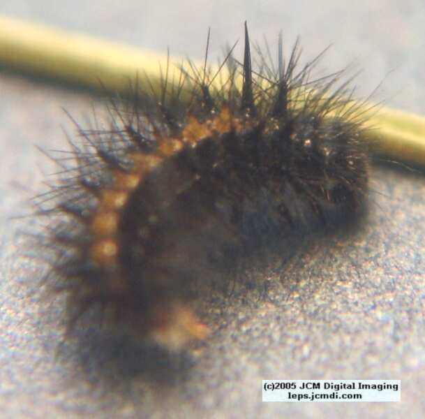 Chalcedon Checkerspot (Euphydryas chalcedona) hibernating 2nd / 3rd instar larvae